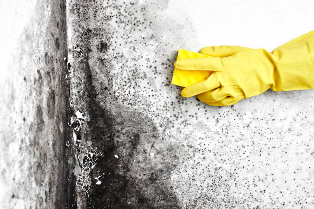 Mold Remediation for Vacation Homes in Alamosa, CO