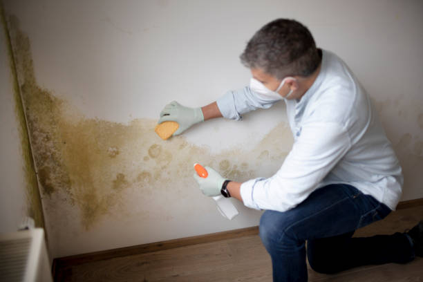 Best Commercial Mold Inspection  in Alamosa, CO